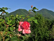 Anello ‘Madunina del Giong’- Prati Parini da Botta di Sedrina-21magg22- FOTOGALLERY